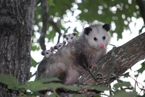 Çfarë hanë Possums? Dieta & Fakte shëndetësore