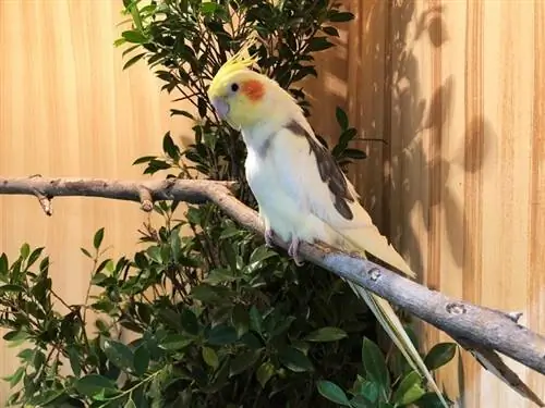 Cockatiels কি মহান পোষা প্রাণী তৈরি করে? এভিয়ান ফ্যাক্টস & প্রায়শই জিজ্ঞাসিত প্রশ্নাবলী