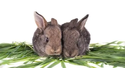 Kunnen twee vrouwelijke konijnen samen leven? Feiten & Veelgestelde vragen
