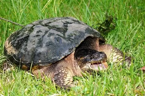 Vad äter snapssköldpaddor i det vilda och som husdjur? Diet & Hälsofakta