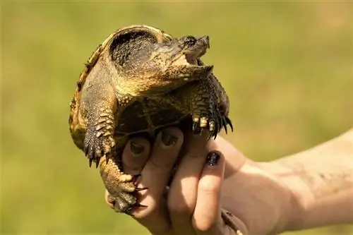 Snapping Turtles เป็นสัตว์เลี้ยงที่ดีหรือไม่? ข้อเท็จจริง & คำถามที่พบบ่อย