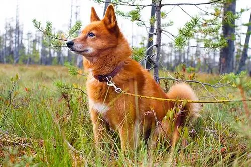 Guía de razas de perros de Spitz finlandés: información, imágenes, cuidados & ¡Más
