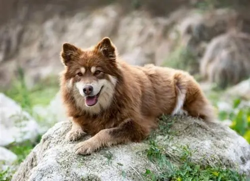 Panduan Breed Anjing Lapphund Finlandia: Info, Gambar, Peduli & Selengkapnya