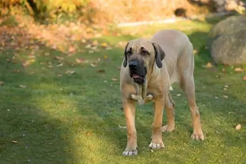 Fila Brasileiro Dog Breed Guide: ინფორმაცია, სურათები, მოვლა & მეტი