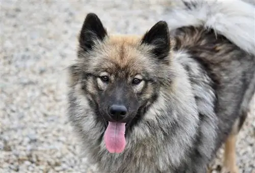 Eurasier Dog Breed Guide: معلومات ، صور ، رعاية & المزيد