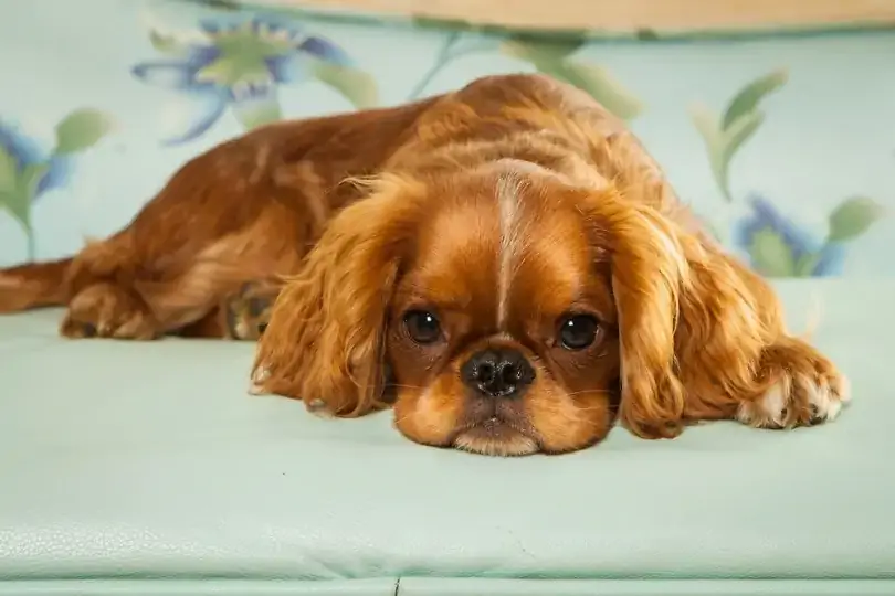 מדריך לגזע כלבים ספנייל אנגלי: מידע, תמונות, טיפול & עוד