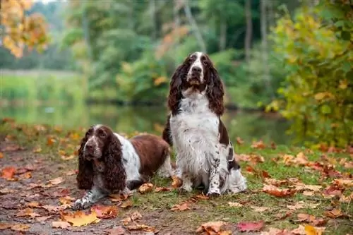Англи Спрингер Спаниел нохойн үүлдэр: Мэдээлэл, Зураг, Арчилгаа & Дэлгэрэнгүй