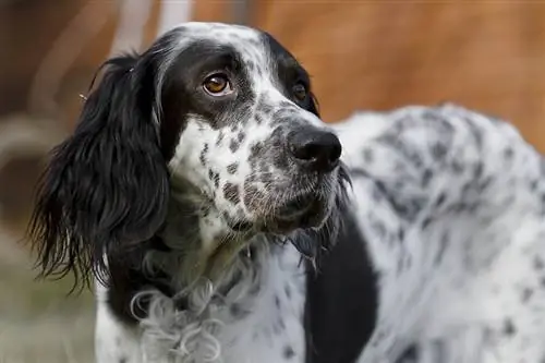 Ръководство за породи кучета английски сетер: информация, снимки, грижи & Още