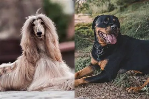 Rottaf (Rottweiler & Afghan Hound Mix): Mwongozo, Picha, Maelezo, Utunzaji & Zaidi