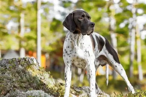 English Pointer Dog Breed Guide: Info, Gambar, Peduli & Selengkapnya