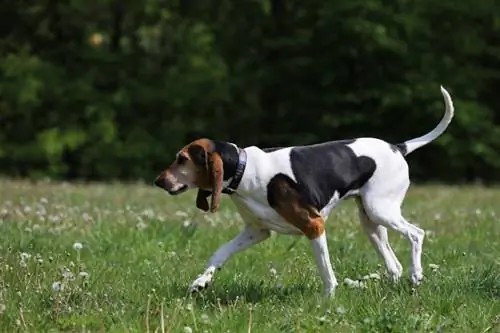 English Foxhound Dog Breed Guide: Info, Afbeeldingen, Verzorging & Meer