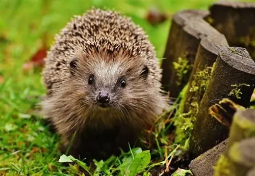 Puas yog Hedgehogs Noj Poop? Kev Noj Qab Haus Huv & Kev Noj Qab Haus Huv Facts