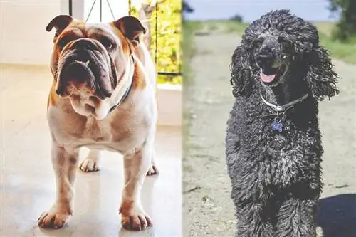 English Boodle (English Bulldog & Poodle Mix): Mwongozo, Picha, Maelezo, Matunzo & Zaidi