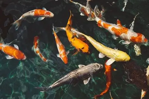 Τι τρώνε τα ψάρια στην άγρια φύση και ως κατοικίδια; Diet & He alth Facts