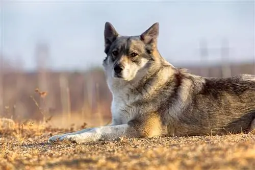 Ράτσα σκυλιών Laika East Siberian: Πληροφορίες, Εικόνες, Φροντίδα & Περισσότερα