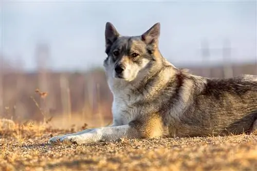 Východosibiřské plemeno psa Laika: Informace, obrázky, péče & Více