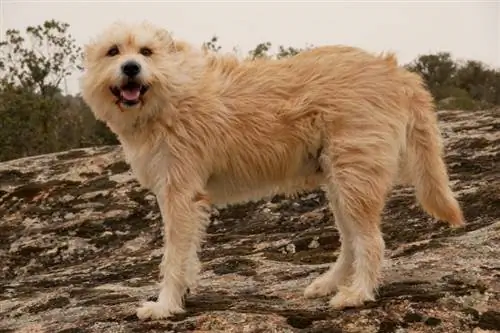 Baka Anjing Smoushond Belanda: Maklumat, Gambar, Penjagaan & Lagi