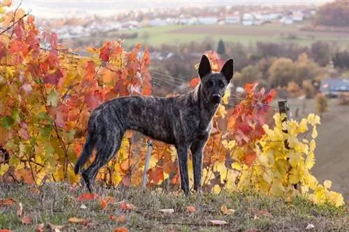 Guia da raça do cão pastor holandês: informações, fotos, cuidados & Mais