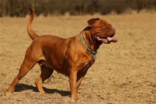 Dogues de Bordeaux Dog Breed: ინფორმაცია, სურათები, მოვლა & მეტი