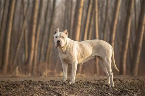 Dogo Argentino Köpek Irkı Rehberi: Bilgi, Resimler, Bakım & Daha Fazlası