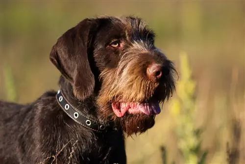 Deutsch Drahthaar Dog Breed Guide: รูปภาพ ข้อมูล การดูแล & เพิ่มเติม