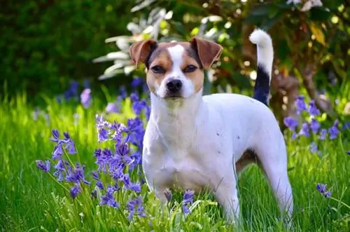 Panduan Breed Anjing Peternakan Denmark Swedia: Gambar, Info, Perawatan & Selengkapnya