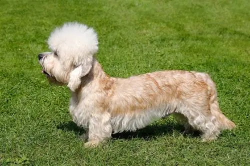 Порода кучета Dandie Dinmont Terrier: информация, снимки, грижи & Още