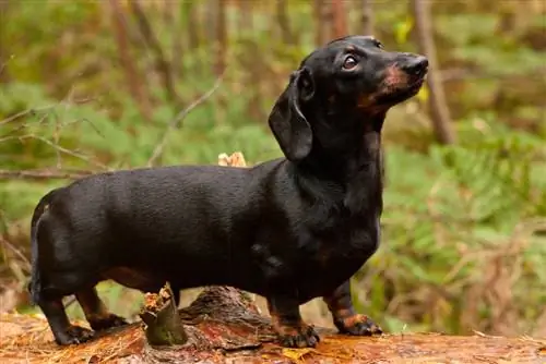 Οδηγός φυλής σκυλιών Dachshund: Πληροφορίες, Εικόνες, Φροντίδα & Περισσότερα