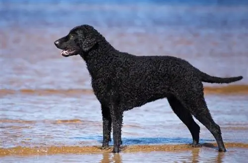 Raça de gos de retriever amb recobriment arrissat: informació, imatges, cura & Més