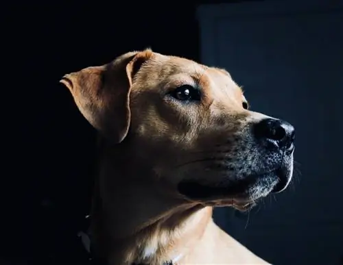 راهنمای نژاد سگ تازی کرتن: اطلاعات، تصاویر، مراقبت & بیشتر