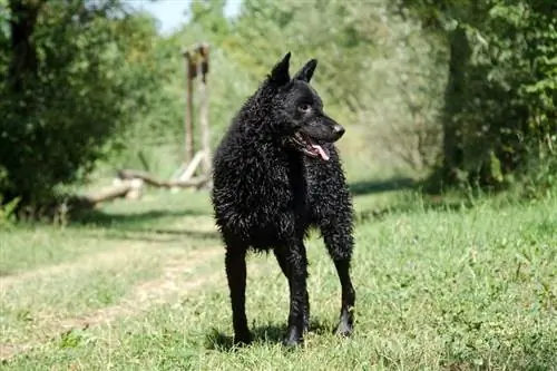 Guia da raça do cão pastor croata: informações, fotos, cuidados & Mais