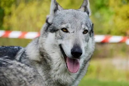 כלב וולף צ'כוסלובקי: מדריך לגזע כלבים, תמונות, מידע, טיפול & עוד