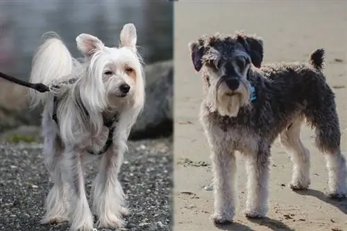 Ras Anjing Crested Schnauzer: Gambar, Info, Perawatan & Selengkapnya