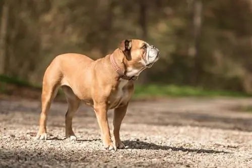Continental Bulldog Breed Guide: Info, Pictures, Care & Ntau