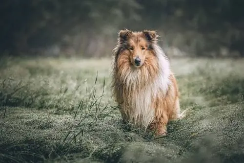 Przewodnik po rasach psów rasy collie: informacje, zdjęcia, pielęgnacja & Więcej