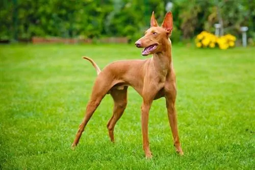 Cirneco dell'Etna Dog Breed Guide: Info, Gambar, Peduli & Selengkapnya