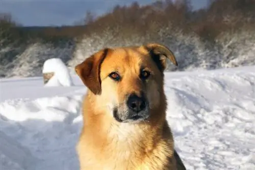 Guia da raça do cão Chinook: informações, fotos, cuidados & Mais