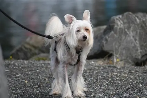 Kínai meztelen kutyafajta útmutató: Információk, képek, gondozás & Bővebben