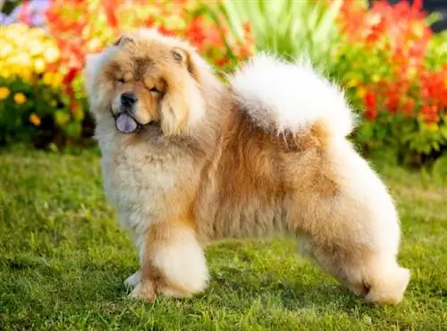 Chow Chow Dog Breed Guide: Info, Pictures, Care & More