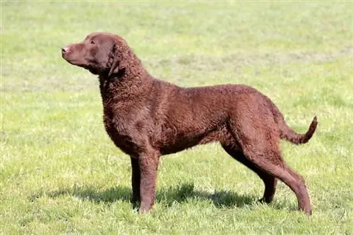 Chesapeake Bay Retriever Dog Breed Guide: ინფორმაცია, სურათები, მოვლა & მეტი