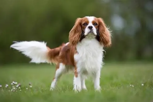 Raça de gossos Cavalier King Charles Spaniel: informació, imatges, cura & Més