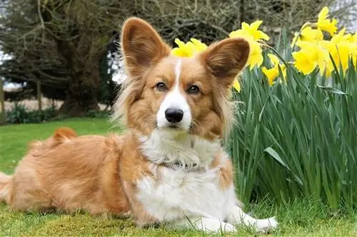 Cardigan Welsh Corgi Dog Breed Guide: Impormasyon, Mga Larawan, Pangangalaga & Higit pa