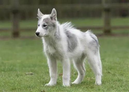 Raça canadense de cães esquimós: fotos, informações, cuidados & Mais