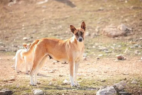 Canaan Dog: Rasguide, info, bilder, skötsel & Mer