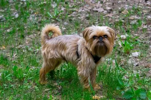 Порода кучета брюкселски белоглав: информация, снимки, ръководство за грижа, темперамент & черти