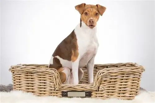 Brazilian Terrier Dog Breed Guide: Impormasyon, Mga Larawan, Pangangalaga & Higit pa