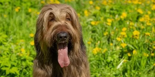 Руководство по породе собак бриар: информация, фотографии, уход & Подробнее