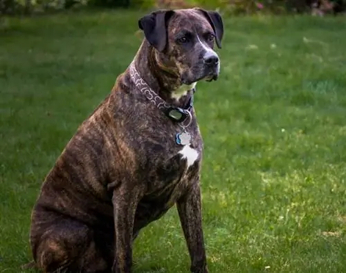 Boxador (Boxer Lab Mix) Razza canina: informazioni, immagini, guida alla cura & Altro