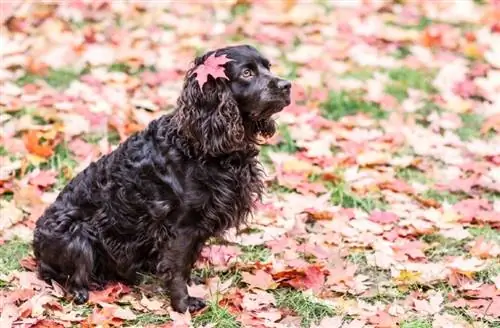 מדריך לגזע כלבים בויקין ספנייל: מידע, תמונות, טיפול & עוד