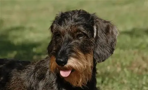 Bowzer (Basset Hound & Mini Schnauzer Mix) ძაღლის ჯიში: სურათები, ინფორმაცია, მოვლა & თვისებები
